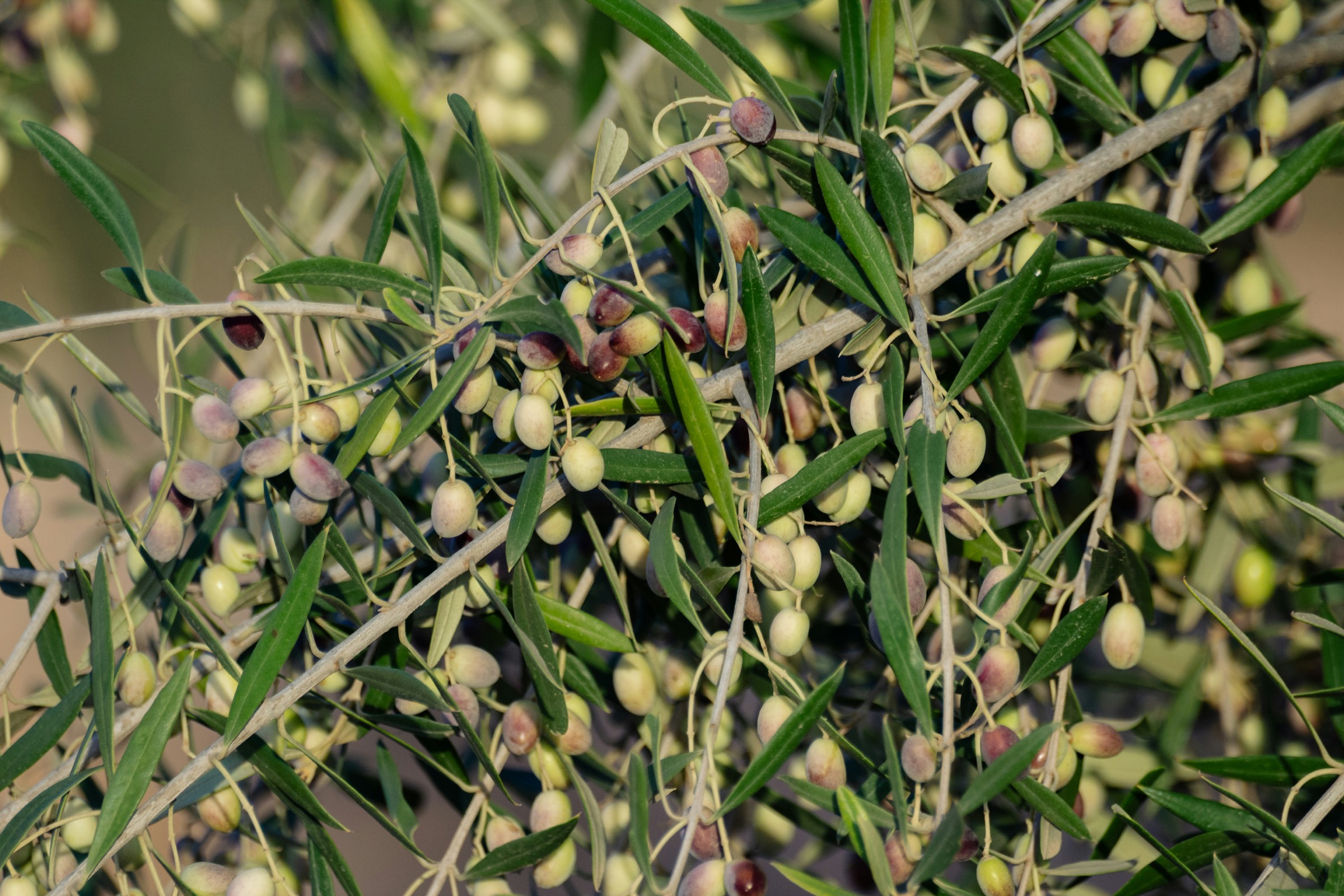 Green olives ripening on the branch